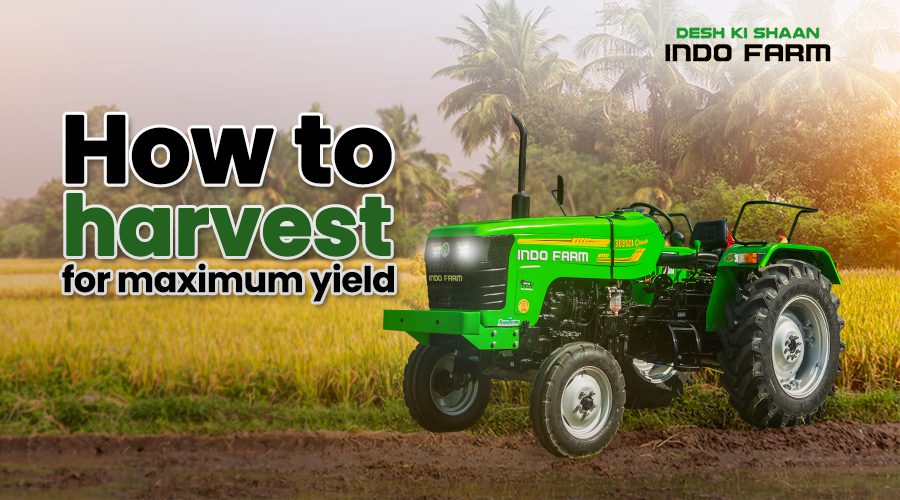 How to Harvest for Maximum Yield?